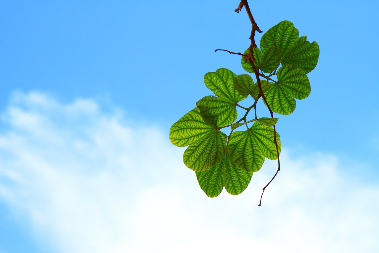 Leaves